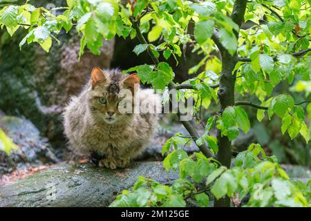 Wildkatze, Felis silvestris Stockfoto