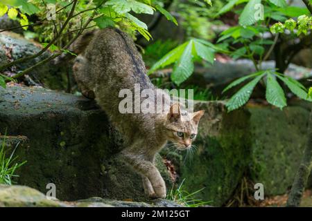 Wildkatze, Felis silvestris Stockfoto