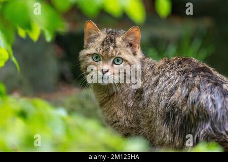 Wildkatze, Felis silvestris Stockfoto