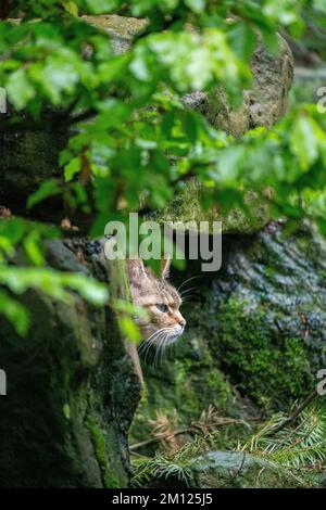 Wildkatze, Felis silvestris Stockfoto