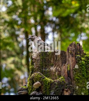 Nussknacker, Nucifraga caryocatactes Stockfoto