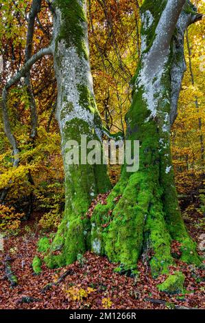 Moosbedeckter Buchenbaum im Naturschutzgebiet Greuthau. Stockfoto