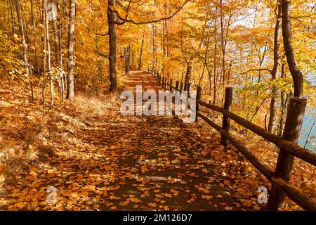Kanada, Ontario, Niagara on the Lake, Pfad bedeckt mit Herbstblättern, Holzzäune. Leuchtende Herbstfarben Stockfoto