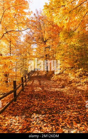 Kanada, Ontario, Niagara on the Lake, Pfad bedeckt mit Herbstblättern, Holzzäune. Leuchtende Herbstfarben Stockfoto