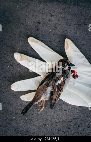 Toter Spatz auf einem weißen Gummihandschuh mit Bluttropfen Stockfoto