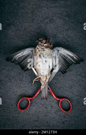 Eine Schere unter dem Vogel mit gespreizten Flügeln geöffnet Stockfoto