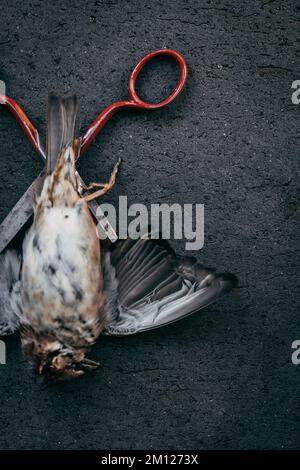 Rote Schere unter einem toten Vogel Stockfoto