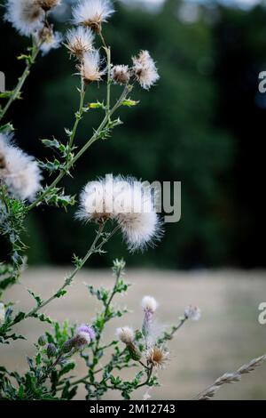 Verwelkte Felddistel am Rande eines Feldes in Deutschland Stockfoto