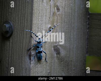 Europäischer Alpenlanghornkäfer auf Holzstruktur in Ungarn, Region Borzsony Stockfoto