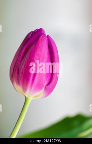 Tulpenblüte aus nächster Nähe. Zarte Knospe, Symbol des Frühlings. Wachsende Tulpen zu Hause. Stockfoto