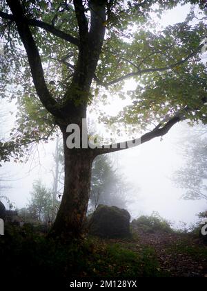 Herbstlichen Wald im Nebel Stockfoto
