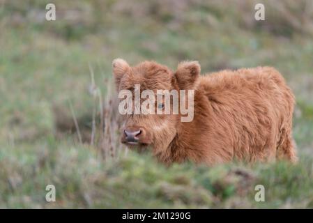 Junge Galloway Rinder, Kalb, Wadden Sea National Park, Rømø Island, Syddanmark, Dänemark Stockfoto