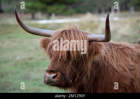 Galloway Cattle, Wadden Sea National Park, Rømø Island, Syddanmark, Dänemark Stockfoto