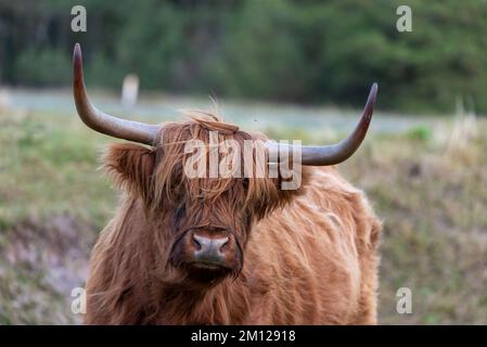 Galloway Cattle, Wadden Sea National Park, Rømø Island, Syddanmark, Dänemark Stockfoto