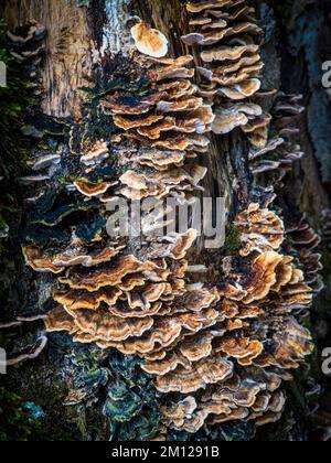 Baumpilze im Herbstwald Stockfoto