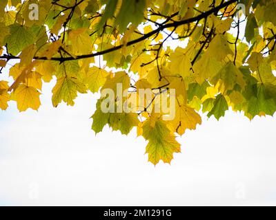 Herbstblätter mit Hintergrundbeleuchtung, minimalistisch Stockfoto