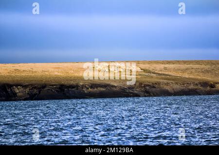Inseln im Arktischen Ozean. Küste der Insel Vaigach in der Nähe der Yugorski Shar Meerenge: Felsklippe und Tundra. Polar Zone, einer der Standorte Northeast Passage bei whit Stockfoto