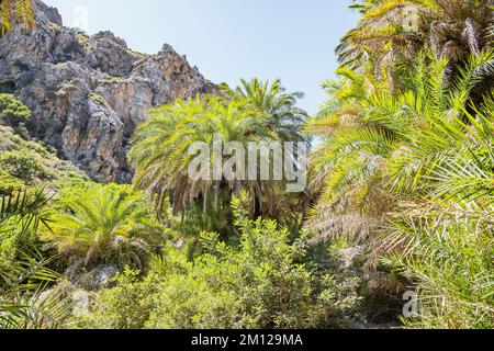 Preveli Palmenwald, Rethymno, Kreta, griechische Inseln, Griechenland Stockfoto