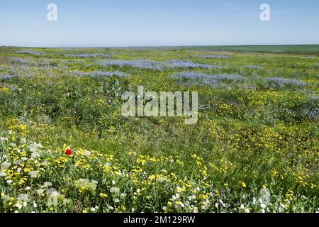 Anthropogene Nachfolge. Dieser Abschnitt der trockenen Steppe wurde vor 20 Jahren gepflügt und durchläuft nun Wildnis (Steppifizierung). Erhaltung von Unhöflichkeit Stockfoto