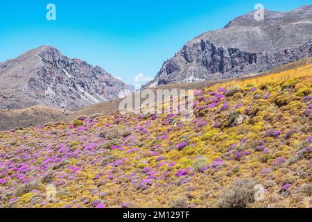 Wilde Thymian-Büsche blühen, Kourtaliótiko-Schlucht, Rethymno, Kreta, griechische Inseln, Griechenland Stockfoto