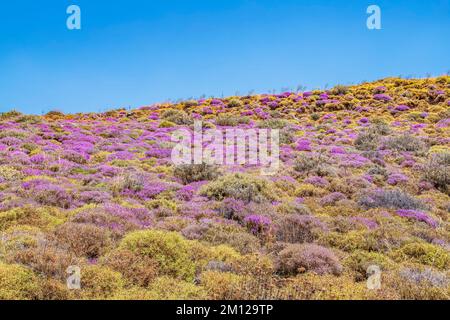 Wilde Thymian-Büsche blühen, Kourtaliótiko-Schlucht, Rethymno, Kreta, griechische Inseln, Griechenland Stockfoto