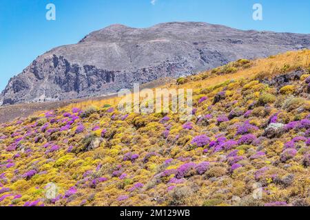 Wilde Thymian-Büsche blühen, Kourtaliótiko-Schlucht, Rethymno, Kreta, griechische Inseln, Griechenland Stockfoto