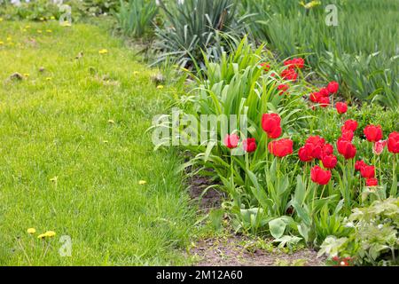 Eine Gruppe roter Tulpen, die an einem Sommertag in der Nähe eines grünen Rasens wachsen. Kopierbereich, selektiver Fokus. Stockfoto