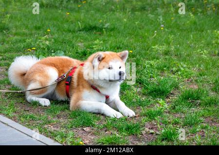 Ein wunderschöner Akita Inu Hund mit weiß-orangefarbenem flauschigem Fell liegt an einem Sommertag auf einem grünen Rasen. Speicherplatz kopieren. Stockfoto