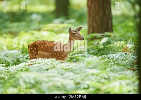 Damhirsch (Dama dama), Hinterwald, Hessen, Deutschland, Europa Stockfoto