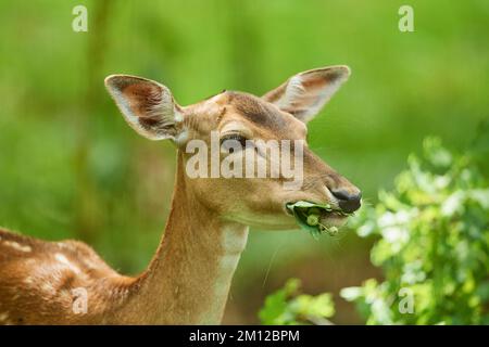 Damhirsch (Dama dama), Hinterwald, Hessen, Deutschland, Europa Stockfoto