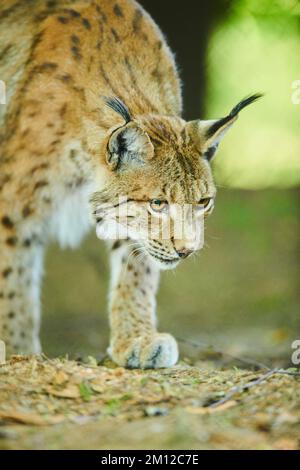 Eurasischer Luchs, Luchs Luchs, Bayern, Deutschland, Europa Stockfoto