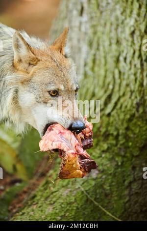 Europäischer Wolf, Canis lupus lupus, Wald, Hessen, Deutschland, Europa Stockfoto