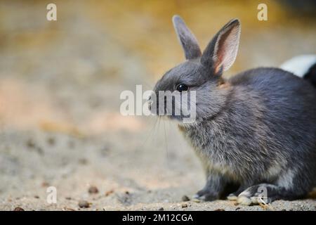 Hauskaninchen, Oryctolagus cuniculus forma domestica, seitlich, Squatting Stockfoto