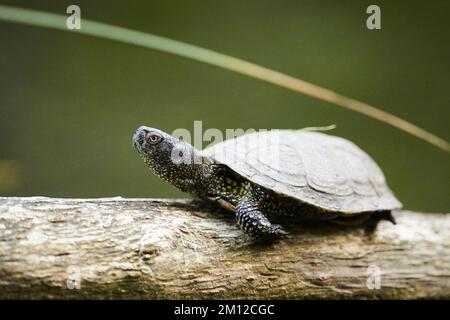 Europäische Teichschildkröte, Emys orbicularis, Baumstamm, Wasser, Seitenschildkröte, Lügen Stockfoto