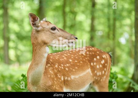 Damhirsch (Dama dama), Hinterwald, Hessen, Deutschland, Europa Stockfoto