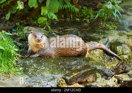 Eurasischer Otter, Lutra lutra, Bank, Bayern, Deutschland, Europa Stockfoto