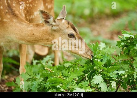 Damhirsch (Dama dama), Hinterwald, Hessen, Deutschland, Europa Stockfoto