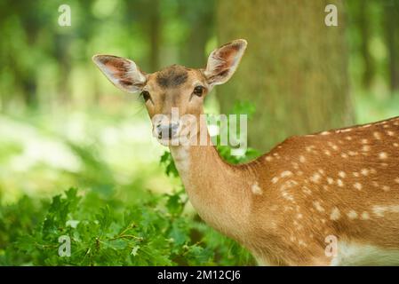 Damhirsch (Dama dama), Hinterwald, Hessen, Deutschland, Europa Stockfoto