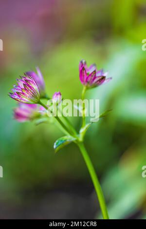 Großes Meisterwort 'Pink Joyce', Blume, Nahaufnahme Stockfoto