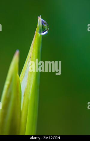 Marsh Iris, Wasser Iris oder gelbe Iris, Iris pseudacorus, Blume, Knospe, Regentropfen Stockfoto