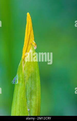 Marsh Iris, Wasser Iris oder gelbe Iris, Iris pseudacorus, Blume, Knospe, Regentropfen Stockfoto