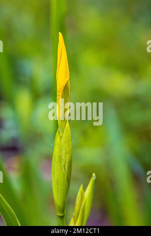 Marsh Iris, Wasser Iris oder gelbe Iris, Iris pseudacorus, Blume, Knospe, Regentropfen Stockfoto
