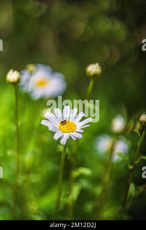 Daisy, Blume, unscharfer natürlicher Hintergrund Stockfoto