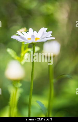 Daisy, Blume, unscharfer natürlicher Hintergrund Stockfoto