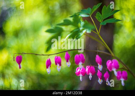 Herz reißt, Nahaufnahme, abstrakter Naturhintergrund Stockfoto