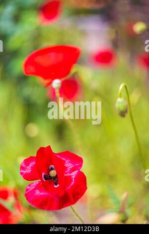 Opiummohn (Papaver somniferum), Blüte, Knospe Stockfoto