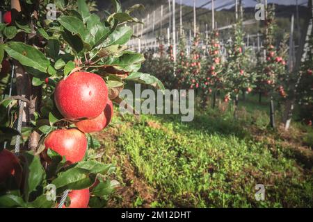 Italien, Südtirol, Bozen/Bozen, Dorf Tirol. Anbau roter Äpfel auf einer lokalen Farm im Texelgruppe Nature Park Stockfoto