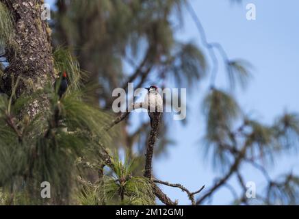 Hochseehecht (Melanerpes formicivorus) Stockfoto