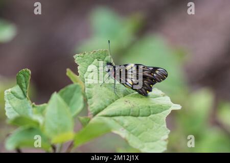 Hochgezogener, schmal geschliffener Steinweiß (Catasticta flisa) Stockfoto