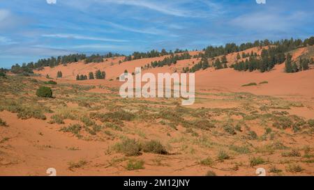 Orange Dünen im Coral Sand Dunes State Park in der Nähe von Kanab, Utah Stockfoto